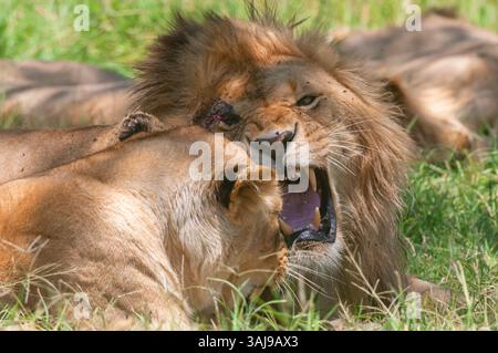 Löwe (Panthera leo), männlicher Löwe im Schatten mit einer großen Narbe auf dem Auge, der eine Löwin in Kenia, Masai Mara National Park zischt Stockfoto