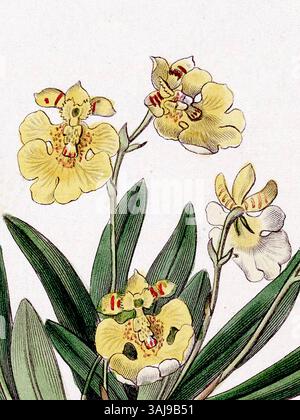 Diese botanische Illustration aus Edwards' Werk von 1836 zeigt Erycina crista-galli, auch bekannt als Oncidium iridifolium, und zeigt die komplizierten Details der Orchideenart. Stockfoto