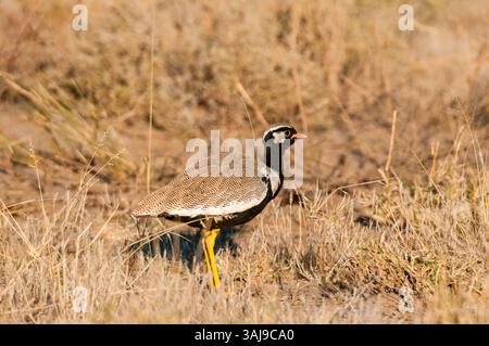Nördlicher schwarzer Korhaan, weiß gequilelte Trappe (Afrotis afraoides), im trockenen Gras stehend, Botswana, Central Kalahari Game Reserve, Deception Valley Stockfoto