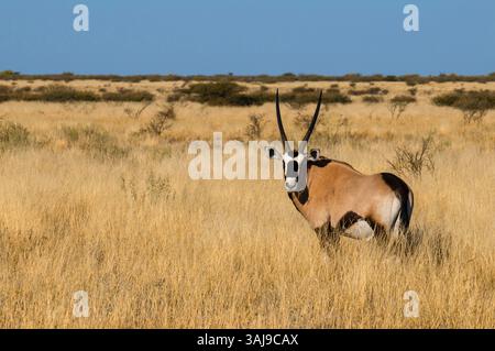 Gemsbock, Beisa, südafrikanische Oryx (Oryx gazella), stehend in hohem trockenem Gras, Seitenansicht, Botswana, Central Kalahari Game Reserve, Deception Valley Stockfoto