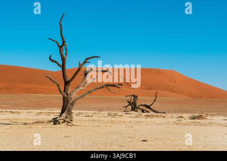 Kameldornbäume und rote Sanddünen im Sossusvlei, Namibia, Sossusvlei, Namib Naukluft Nationalpark Stockfoto