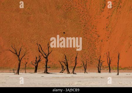 Kameldornbäume und rote Sanddünen im Sossusvlei, Namibia, Sossusvlei, Namib Naukluft Nationalpark Stockfoto
