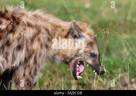Gefleckte Hyäne, lachende Hyäne (Crocuta crocuta), Gähnen, Porträt, Kenia, Masai Mara Nationalpark Stockfoto