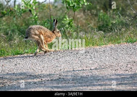 Europäischer Hase, Braunhase (Lepus europaeus), entlang der Straße, Seitenansicht, Schweden, Oeland, Getterums Naturreservat Stockfoto
