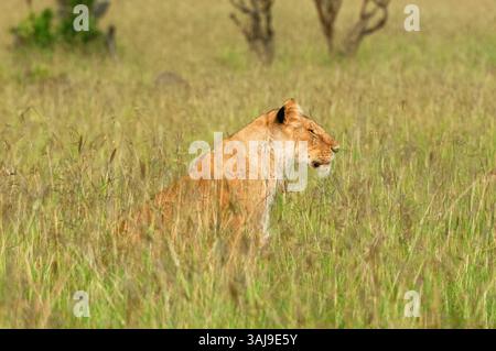 Löwe (Panthera leo), Löwin sitzt auf hohem Gras, Seitenansicht, Kenia, Masai Mara National Park Stockfoto