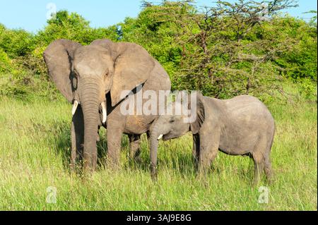 Afrikanischer Elefant (Loxodonta africana), junger Elefant, der in der Nähe seiner Mutter in der Savanne in Kenia im Masai Mara Nationalpark wohnt Stockfoto