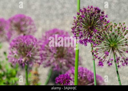 Violette Alliums Varietät Gladiator mit grünem Laub auf grauem Wandhintergrund. Violette Zwiebeln mit Rundkopf Stockfoto
