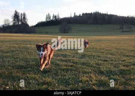 Zwei Hunde laufen auf einem Feld mit einem wunderschönen blauen Himmel im Hintergrund Stockfoto
