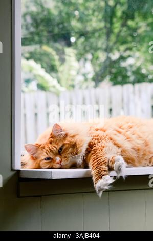 Eine schlafende langhaarige, orangene Tabbykatze, die in einem Fenster in der Sonne liegt Stockfoto