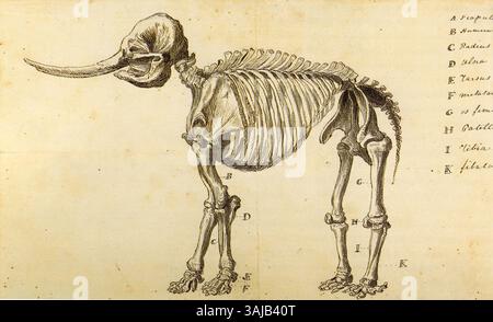 Arbeitsskizze von Rembrandt Peale von einem Mastodon, erstellt 1801. Dieses Gemälde ist eine frühe Studie zu Peales Darstellung der ausgestorbenen Art. Stockfoto