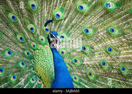 Ein männlicher Pfau zeigt seine Federn und ruft Stockfoto