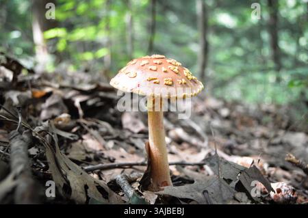 Ein einzelner Pilz auf einem Waldboden, der mit toten Blättern bedeckt ist Stockfoto