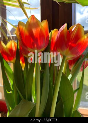 Rote Tulpen in der Sonne Stockfoto