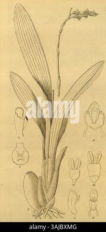 Heinrich Gustav Reichenbachs Illustration aus dem Jahr 1858 aus „Xenia“ zeigt die Pflanzenarten Brachtia sulphurea und Brachtia glumacea und bietet detaillierte botanische Darstellungen dieser blühenden Pflanzen. Stockfoto