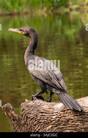 Schwarzer Kormoran steht auf einem Baumstamm im Lake Sandoval, im peruanischen Amazonaswald. Stockfoto