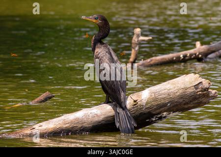 Schwarzer Kormoran steht auf einem Baumstamm im Lake Sandoval, im peruanischen Amazonaswald. Stockfoto