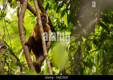 Sentinel Kapuzineraffen auf Tambopata Affeninsel, peruanischer Amazonasregenwald. Stockfoto