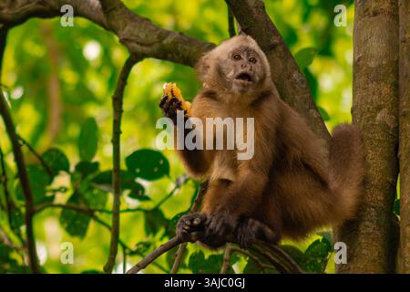 Sentinel-Kapuzineraffe isst Obst auf Monkey Island in Tambopata, dem peruanischen Amazonas-Regenwald. Stockfoto