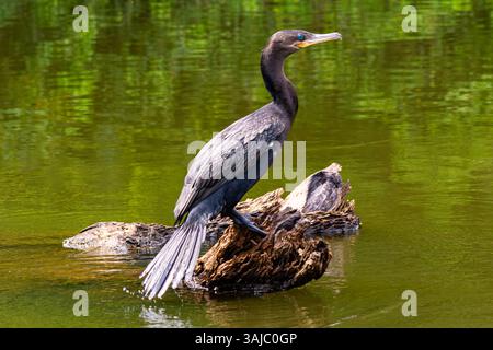Schwarzer Kormoran steht auf einem Baumstamm im Lake Sandoval, im peruanischen Amazonaswald. Stockfoto