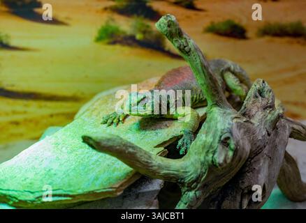 Grüne Eidechse, die sich auf einem Felsen sonnt Stockfoto