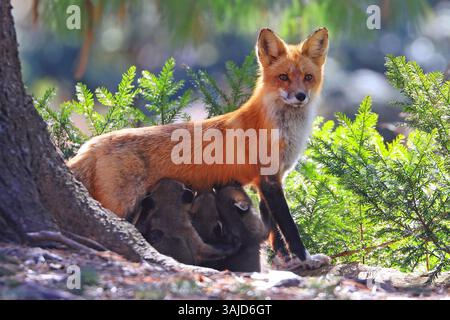 Die Mutter Fuchs, die ihre Babys im Wald in Kanada säugt Stockfoto