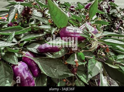 Ein Haufen lila Paprika wächst auf einer Pflanze. Die Paprika sind klein und grün, und sie wachsen in einer Gruppe Stockfoto