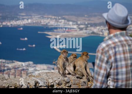 Affen am Rande einer Klippe mit Blick auf die Stadt Gibraltar Stockfoto