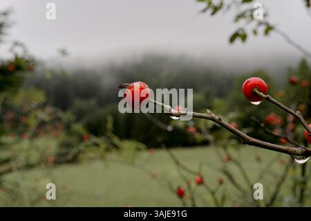 Vintage-Stil mit hohem Kontrast Nahaufnahme nasse Rose Hüfte von wilder Rose, Ravna Romanija, Bosnien und Herzegowina Stockfoto