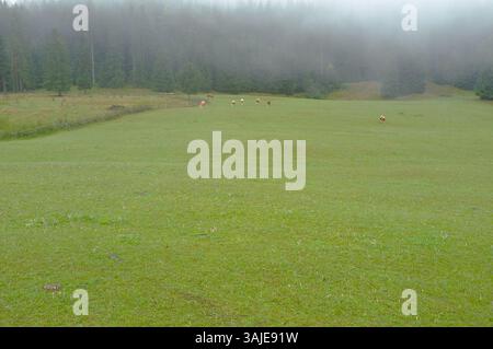 Rodung von grünem Gras mit Wildblumen und abgelegenen Kühen auf Weide im Nebel, Ravna Romanija, Bosnien und Herzegowina Stockfoto