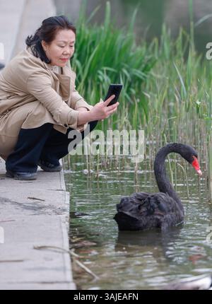 Peking, China. April 2025. Ein Besucher macht Fotos von einem wilden schwarzen Schwan im Yuyuantan Park in Peking, der Hauptstadt Chinas, am 8. April 2025. Im Frühjahr 2025 begannen Fotografiebegeisterte mit ihren Smartphones und Kameras, Frühlingskulissen einzufangen, was ein unverwechselbares Phänomen im Frühling schuf. Das Engagement der Öffentlichkeit in der Fotografie hat in den letzten Jahren einen bemerkenswerten Zuwachs verzeichnet, der auf Fortschritte bei der Smartphone-Fotografie und die weitverbreitete Nutzung sozialer Medien zurückzuführen ist. Dieser „Fotografiewahn“ hat gleichzeitig den Tourismus und die Frühjahrswirtschaft angeregt. Quelle: Zhang Yuwei/Xinhua/Alamy Live News Stockfoto