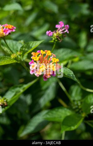 Lantana Camara blüht im Sommer im Garten Stockfoto