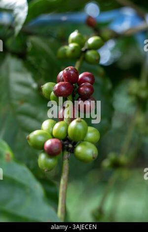 Nahaufnahme von grünen und roten Kaffeebohnen auf der Pflanze. Stockfoto