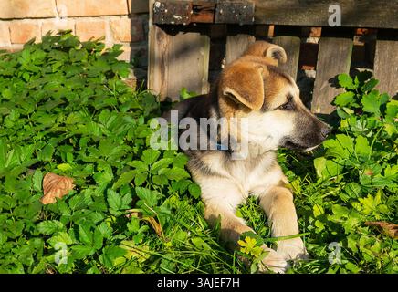 Ein junger, flauschiger Schäferhund liegt friedlich in einem üppig grünen Garten, eingebettet zwischen lebendigem Laub in der Nähe einer alten Holzstruktur. Stockfoto