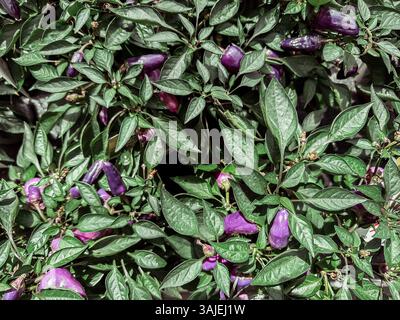 Ein Haufen lila Paprika wächst auf einer Pflanze. Die Paprika sind klein und grün. Die Pflanze ist voller Blätter und die Paprika sind überall verstreut Stockfoto