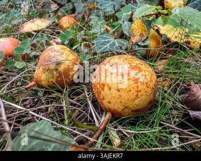 Zwei Äpfel liegen auf dem Boden, von denen einer verrotten ist. Der andere ist immer noch gut. Die Äpfel sind von Gras und Blättern umgeben Stockfoto