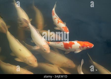 Eine Herde von Koi-Karpfen-Zierkarpfen in einem Reservoir Stockfoto