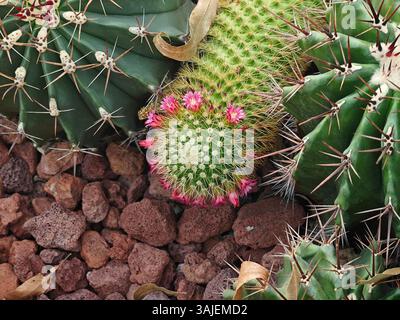 Die kleinen rosa Blumen blühen auf dem Kaktuskopf im Garten Stockfoto