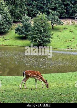 Hirsche wandern und füttern auf grüner Graswiese, Wildpark Zoo in Deutschland Stockfoto