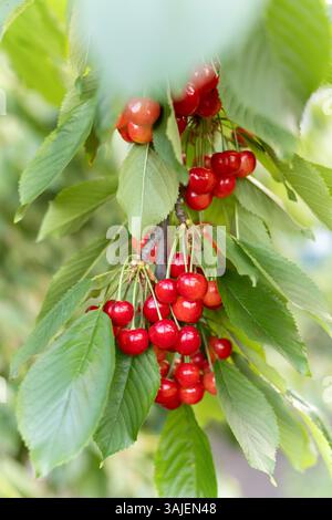 Rote Kirschen wachsen auf grünem Baum Stockfoto