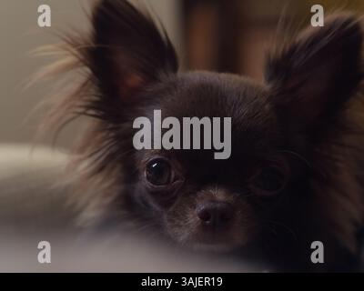 Nahaufnahme Porträt eines jungen Chihuahua Stockfoto