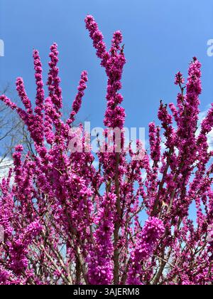 Leuchtend rosa Frühlingsblüten auf Ästen vor klarem blauem Himmel Stockfoto