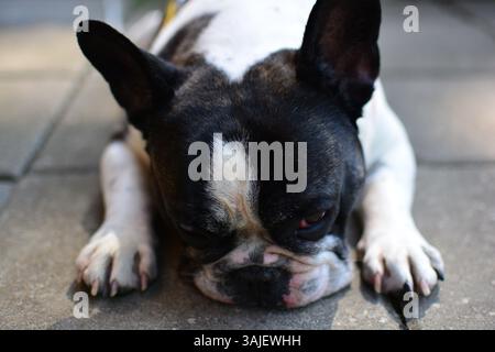 Traurig aussehende schwarze und weiße französische Bulldogge liegt auf dem Boden aus nächster Nähe mit dem Kopf. Frenchie legt seine Nase auf den Boden. Stockfoto