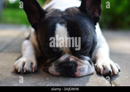 Traurig aussehende schwarze und weiße französische Bulldogge liegt auf dem Boden aus nächster Nähe mit dem Kopf. Frenchie legt seine Nase auf den Boden. Stockfoto