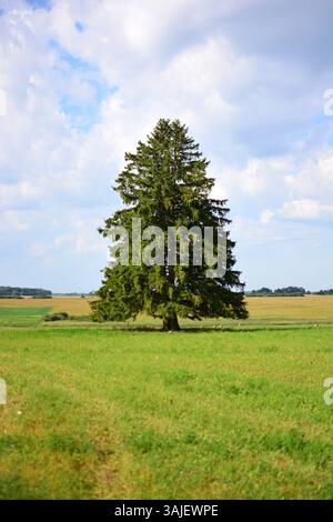 Große Fichte wächst auf dem Ebenen Feld an sonnigen Sommertagen in ländlicher Umgebung. Koniferenbaum wächst leider einsam allein auf dem Feld. Stockfoto