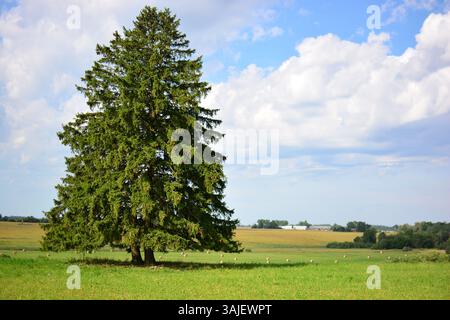 Große Fichte wächst auf dem Ebenen Feld an sonnigen Sommertagen in ländlicher Umgebung. Koniferenbaum wächst leider einsam allein auf dem Feld. Stockfoto