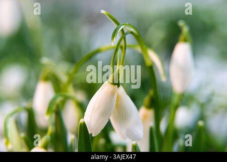 Schneeglöckchen bei warmem, niedrigem Sonnenlicht Stockfoto