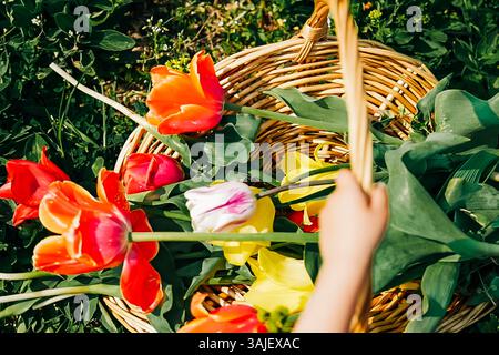 Nahaufnahme von bunten Tulpen in einem Korb draußen Stockfoto