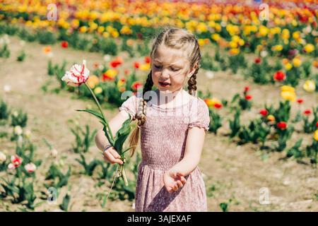 Mädchen in Zöpfen, die eine einzelne Tulpe in einem lebendigen Blumenfeld halten Stockfoto