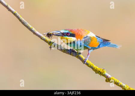 Farbenfrohe europäische Bienenfresser (Merops apiaster) mit einer Biene in Valladolid, Spanien. Atemberaubende Tierwelt in ihrem natürlichen Jagdgebiet. Stockfoto