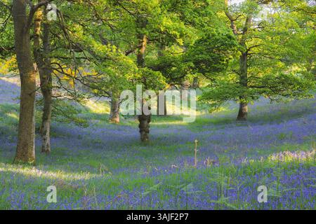 Ein ruhiger Frühlingswald in Kinclaven, Perthshire, Schottland, Großbritannien, mit farbenfrohen Glockenblöcken, Eichen und idyllischem Sonnenlicht, das durch das Tal strömt Stockfoto